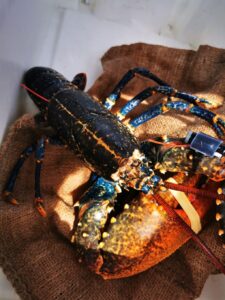 Kreeft op een boot met een camera aan zijn arm bevestigd